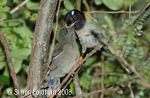 Hihi Male Feeding Chick