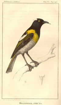 Hihi Illustration Hihi Illustration
