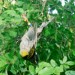 Hihi in Tree