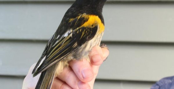 Male Hihi at Little Barier