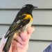 Male Hihi at Little Barier