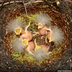Hihi Chicks