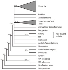 Phylogeny Diagram Phylogeny Diagram