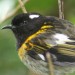 hihi-feature
