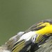 stitchbird-2012-aug