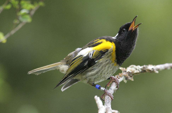 male hihi photo Eric Wilson
