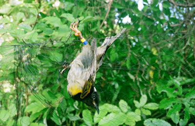 Hihi in Tree