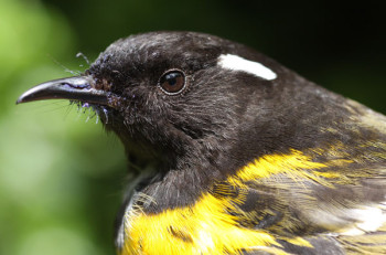 Male HIHI Bird